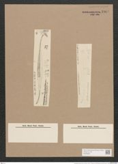 Pleurosigma tenuirostre Grun. (de-Toni-Nr.: Genus 13, Species 1061) Zeichnungen Sammlung Grunow Nr. 1908 (NHMW-BOT-W0369031)